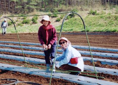 トマト畝の準備をする川勝さんと大内さん